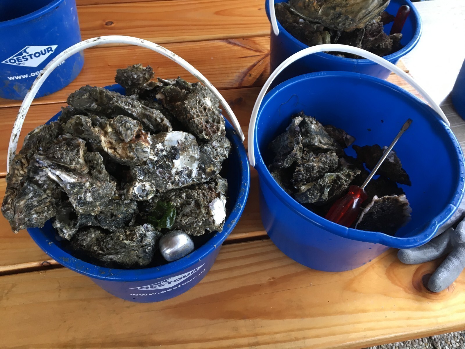 Oesters rapen op de Oosterschelde 