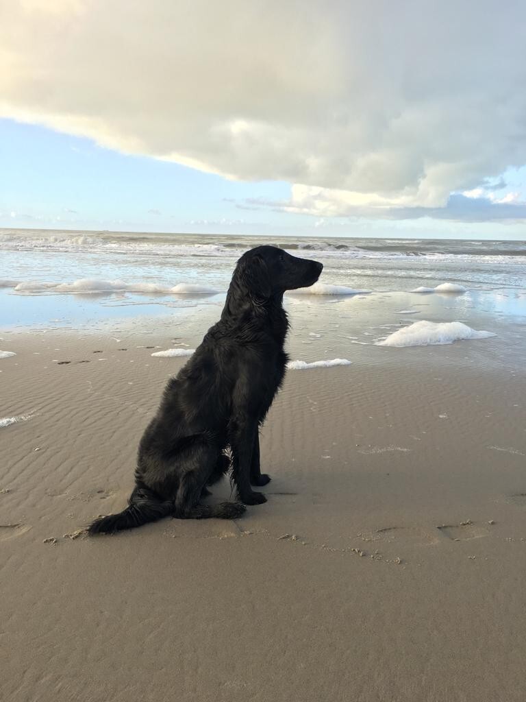 Hond van Bertan Veldhuijzen van Zanten